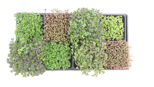 Researchers find these top five microgreens to benefit longevity and more!