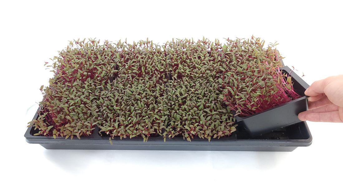 The Power of Microgreens: A Natural Ally in the Battle Against Hair Loss